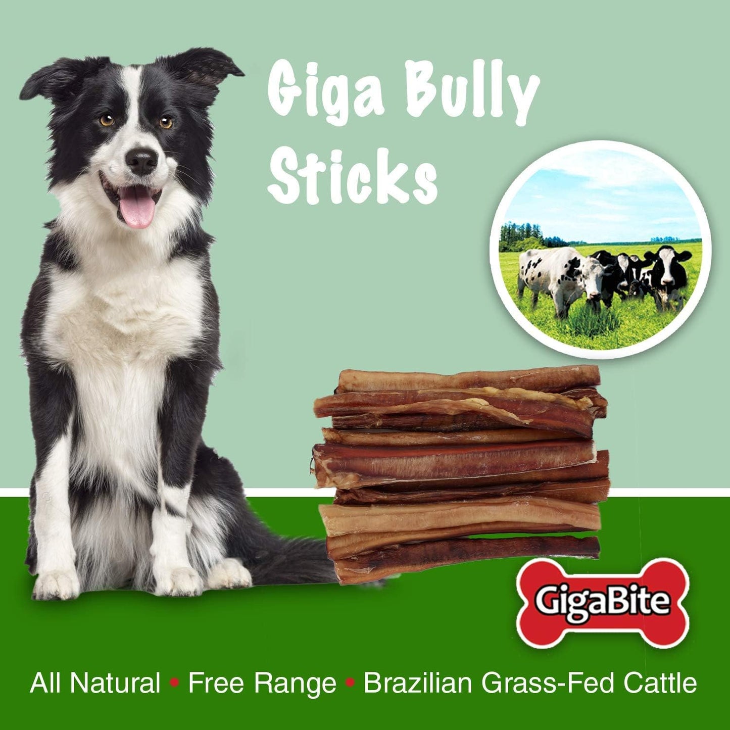 GigaBite 12" Giga Bully Sticks (Pack of 8) - All Natural, Free Range Beef Pizzle Dog Treat - by Best Pet Supplies