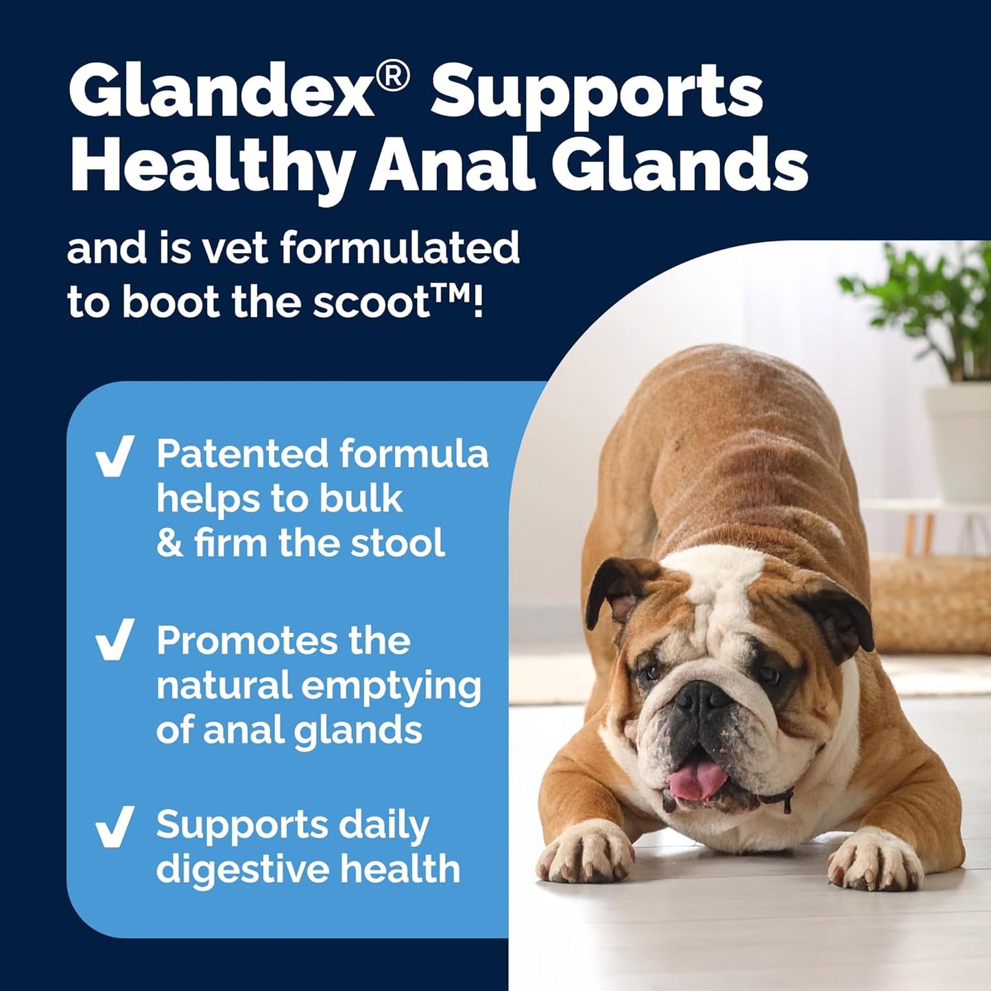 Vetnique Glandex Dog Fiber Supplement Powder for Anal Glands with Pumpkin, Digestive Enzymes & Probiotics - (Regular or Advanced Strength) - Boot The Scoot (4.25 oz, Advanced Strength Duck & Bacon)