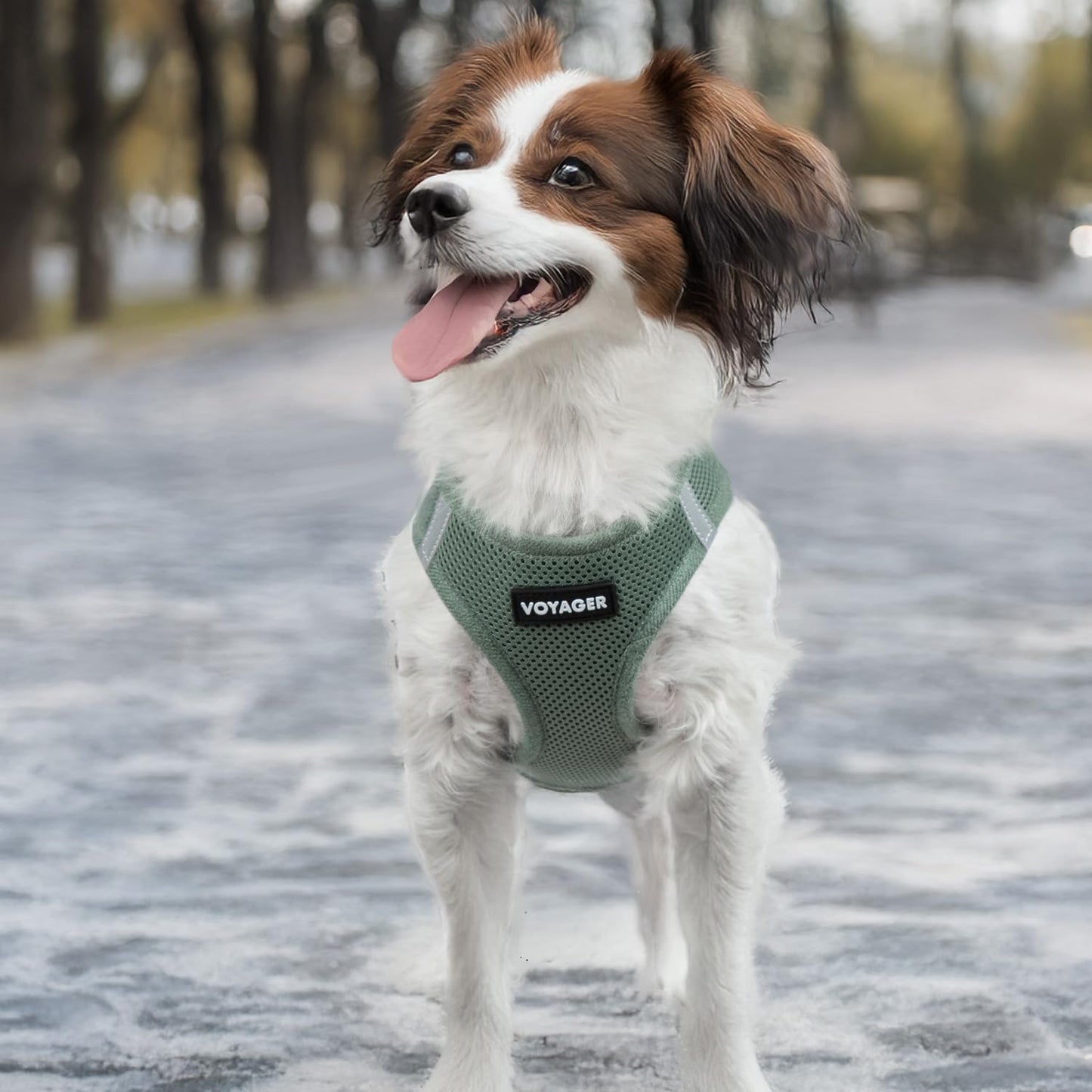 Best Pet Supplies Voyager Step-in Air Harness - All Weather Mesh, Reflective, No Pull Harness for Dogs, Cats - Secure with Hook & Loop Fastener, Buckle, Double D-Rings - Moss Green, XS