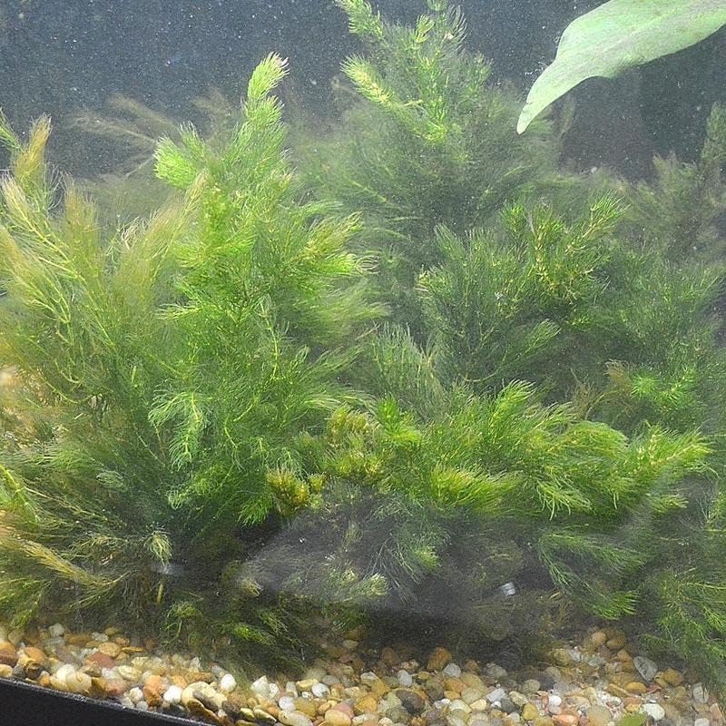 Marcus Fish Tanks Hornwort Ceratophyllum Live Aquarium Plant Planted Tank Beginner - Buy 2 Get 1