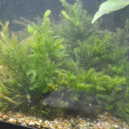 Marcus Fish Tanks Hornwort Ceratophyllum Live Aquarium Plant Planted Tank Beginner - Buy 2 Get 1