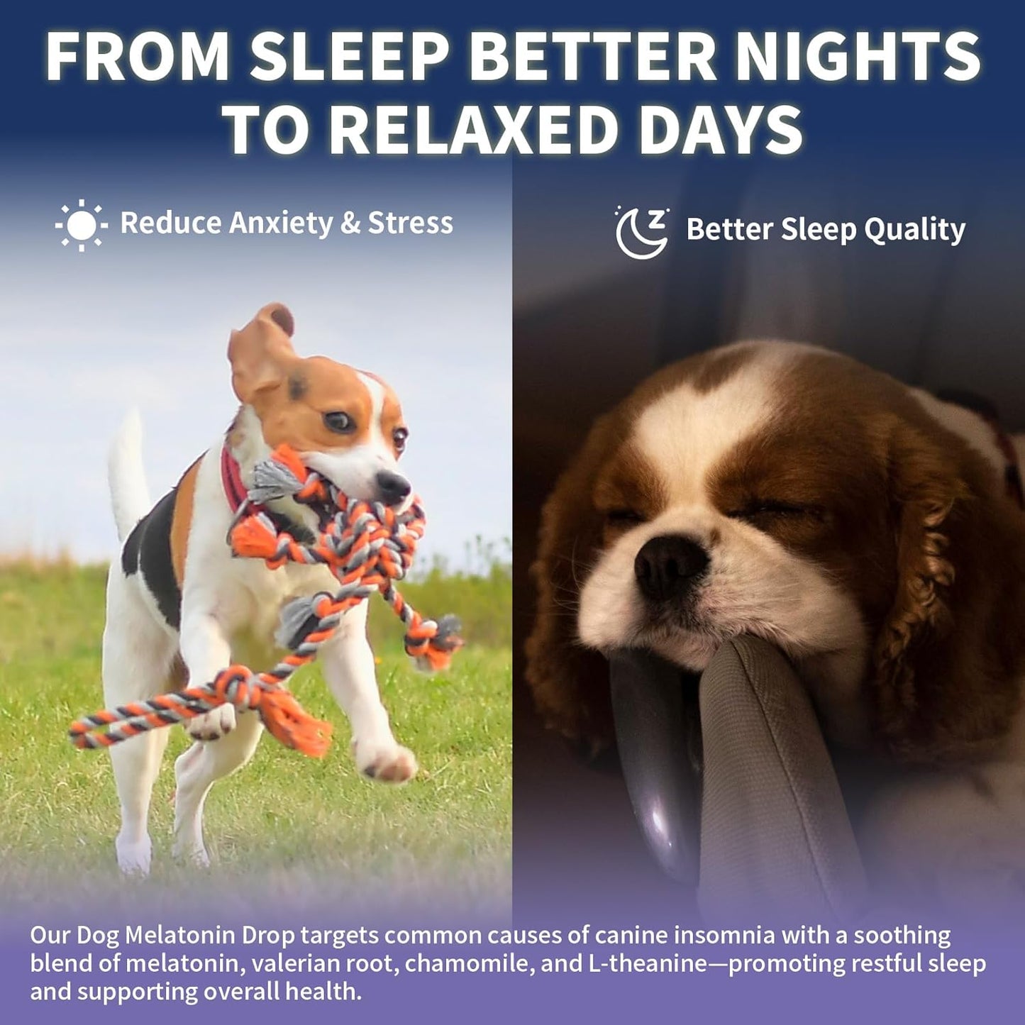 Dog Probiotic Chews + Melatonin Drops Bundle – Digestive & Sleep Support for Dogs | Promotes Gut Health, Calmness & Restful Nights