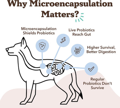 Natural Dog Company Gut Health & Canine Specific Probiotics Chews, 1 Daily Chew for All Dogs, Prebiotics & Digestive Enzymes for Digestion, Gas, Loose Stool, Immune System & Bowel Support
