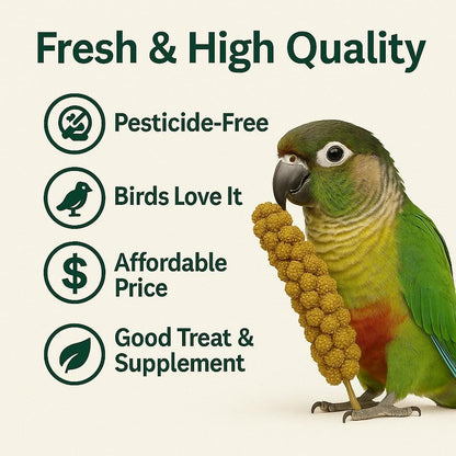 Nemeth Farms Premium Non-GMO Spray Millet Treat | Hand-Harvested Bird Snack | 100% Edible Tops | Sun-Dried Supplement for Parakeets, Cockatiels, Finches, Lovebirds, Canaries