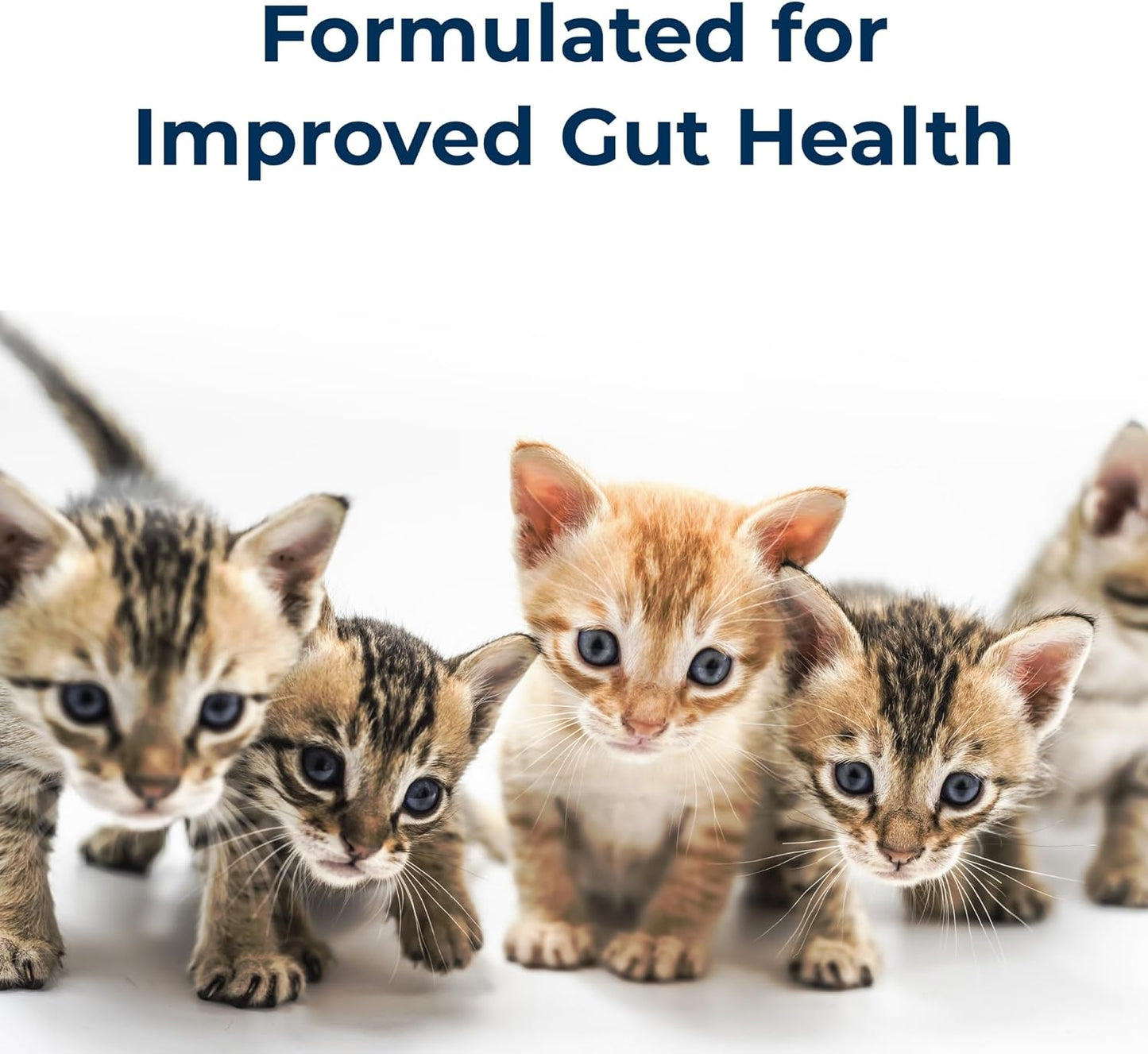 PetAg KMR Kitten Milk Replacer Powder (6 oz) + PetAg KMR 2nd Step Kitten Weaning Food (14 oz)