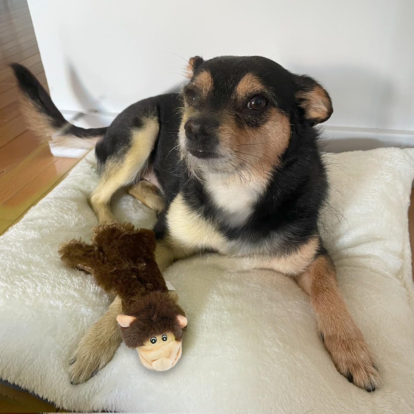 Best Pet Supplies 2-in-1 Stuffless Squeaky Dog Toys with Soft, Durable Fabric for Small, Medium, and Large Pets, No Stuffing for Indoor Play, Holds a Plastic Bottle - Monkey, Squirrel, Large