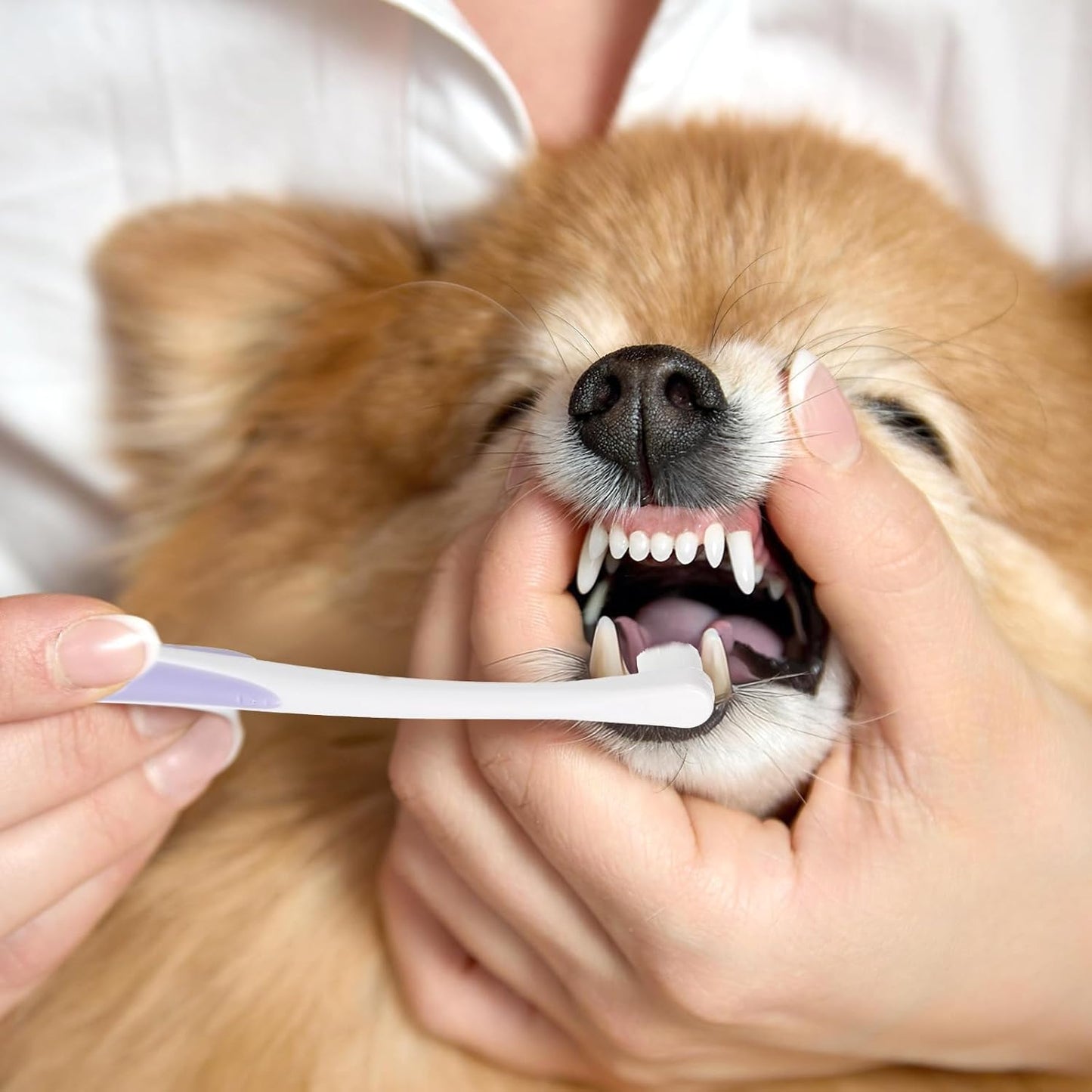 Small Dog Cat Toothbrush Pets Toothbrush Soft Bristle Cat Dental Brush Micro Head Puppy Tooth Brush Deep Clean Kit Portable Cats Dental Care for Puppy Kitten Daily Brushing