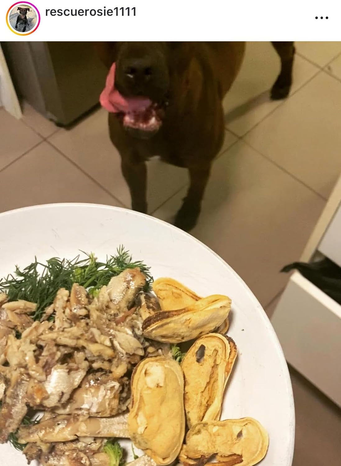 Freeze Dried New Zealand Green Lipped Mussels Healthy Dog & Cat Treats - Single Ingredient, No Artificial Colours, Additives, or Preservatives | Omega-3 | Joint & Hip Health | Grain Free