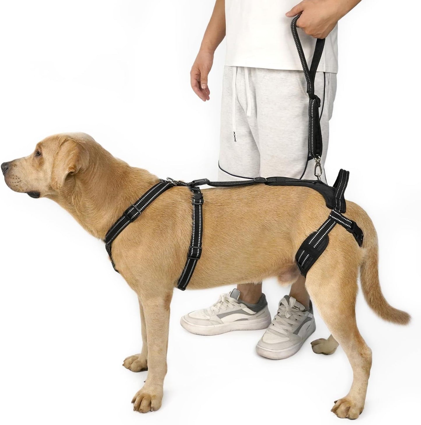 COODEO Professional Dog Sling for Hind Leg Support - Aid for Post-ACL/TPLO Surgery & Senior Dogs, Secure,Breathable & Machine-Washable with Reflective Edging for Safe Walks (Black, M)