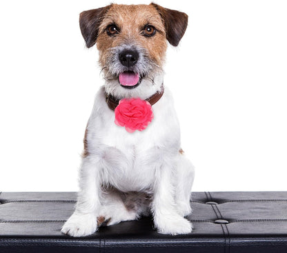 8 Pcs Flower Collar for Dogs 3 inch Colorful Cat Puppy Charms Pet Flower Collars Soft Dog Tie for Dogs Grooming Charms Accessories