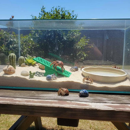 Hermit Crab Seesaw
