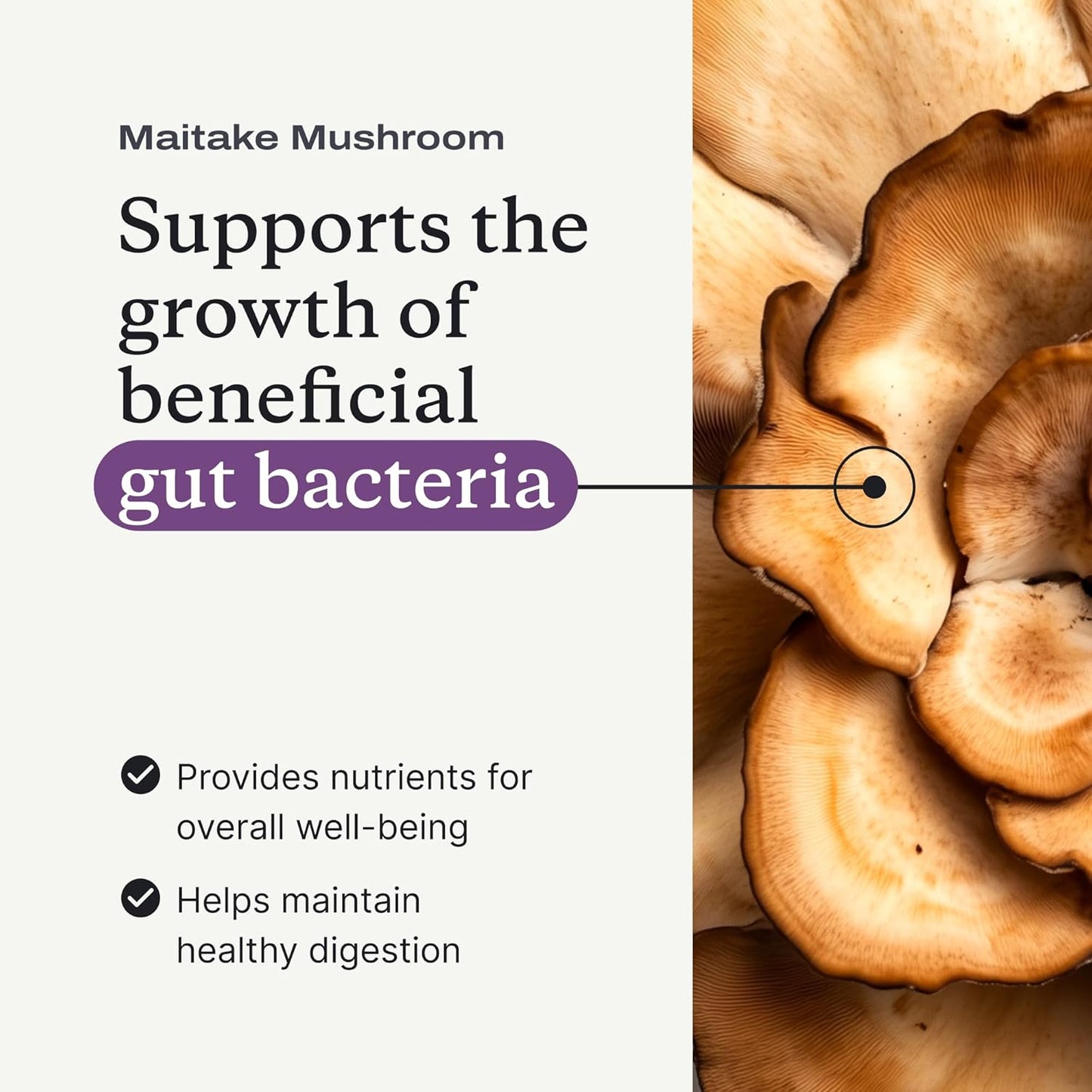 PetLab Co. Pumpkin Fiber for Dogs – Dog Probiotics Powder – High Fiber Supplement with Pumpkin, Apple, Psyllium & Mushrooms – Supports Digestion, Gut Health & Regular Bowel Movements – 30 Scoops