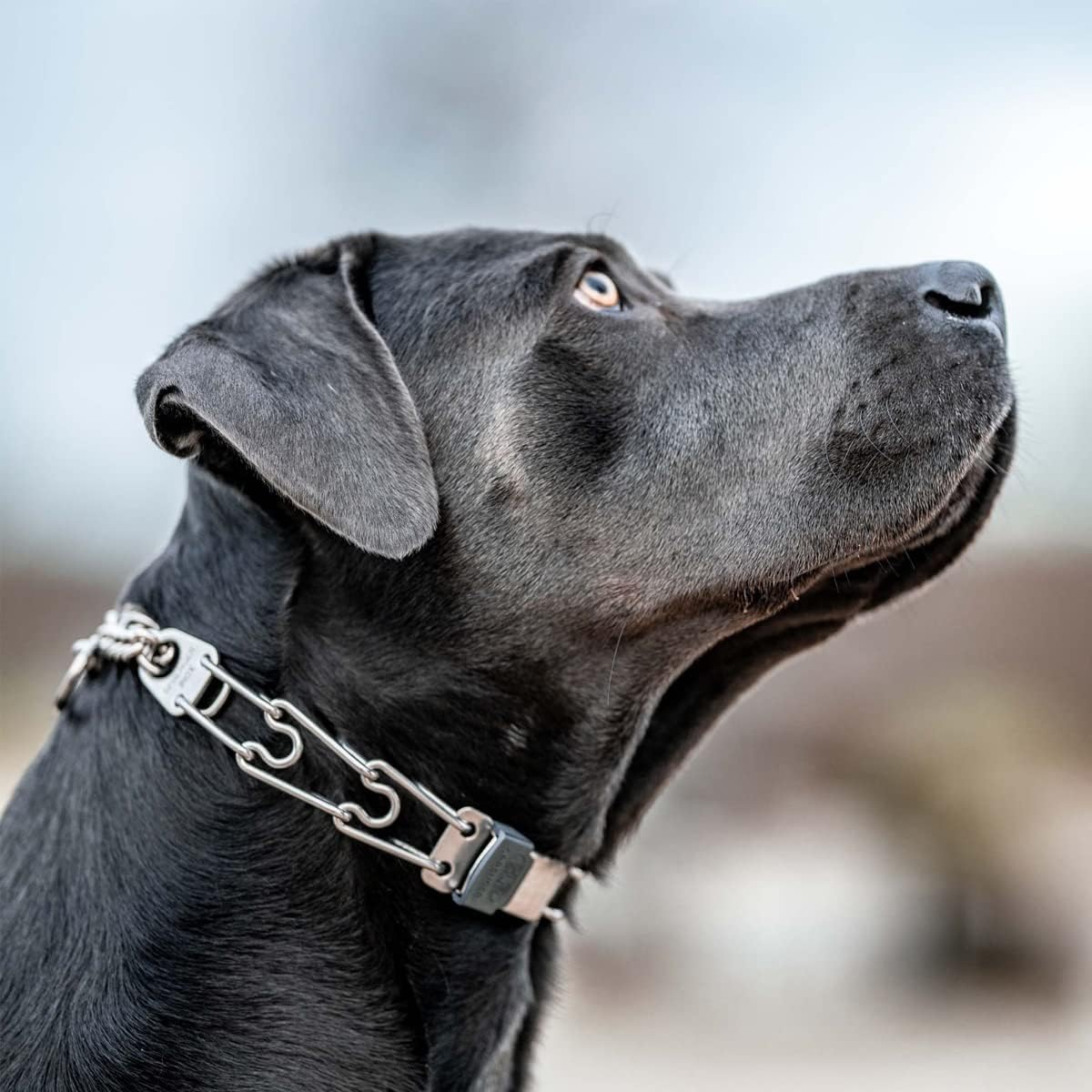 Herm Sprenger ClicLock Fastener Stainless Steel Buckle for Prong Dog Training Collar & Quick Release with Easy Buckle for Medium Large Dogs (3.0/3.2mm)