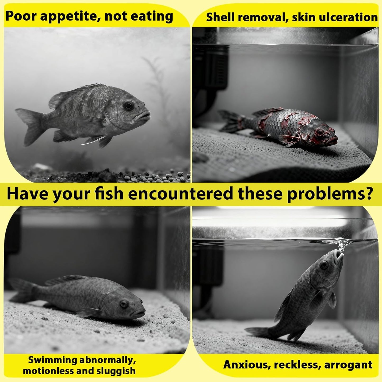 55+ Dried Longan Leaves (4-6 Inch) - Natural Terrarium Leaf Litter for Bioactive Setup, Isopods, Snakes, Frogs, Spiders, Betta Fish- Moisture Retention & Hiding Cover