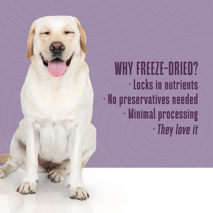 Whole Life Dog Living Treats for Dogs – Human Grade Probiotics for Digestive & Gut Health, Canine Gas, Diarrhea, Vomit & Constipation Relief - Pumpkin, 3 oz (Pack of 1)