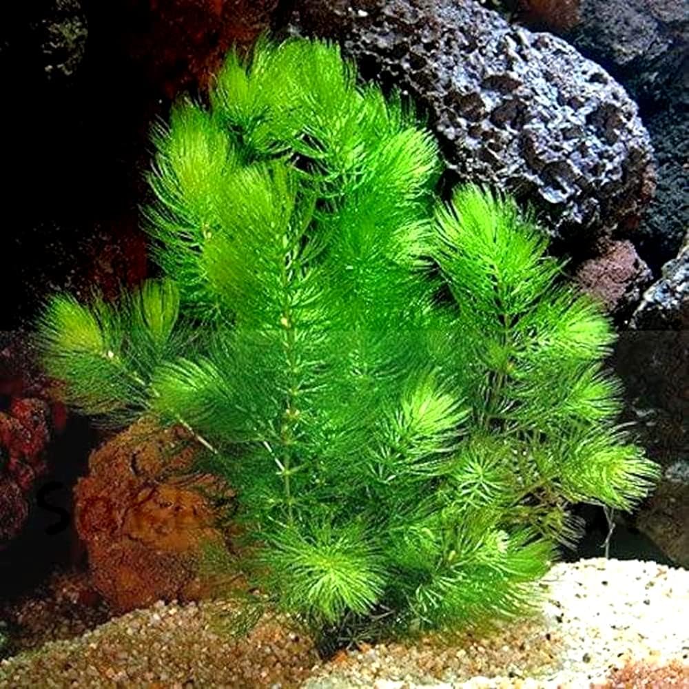 Hornwort - Young, Healthy, Super Easy Live Aquarium Plant, 1 Bundle 5-6 in. Great for Betta, Guppy, Cherry Shrimp, Barbs, Platys etc etc! Produced by Aquatic Discounts. B U Y 2 GE T 1 Deal!
