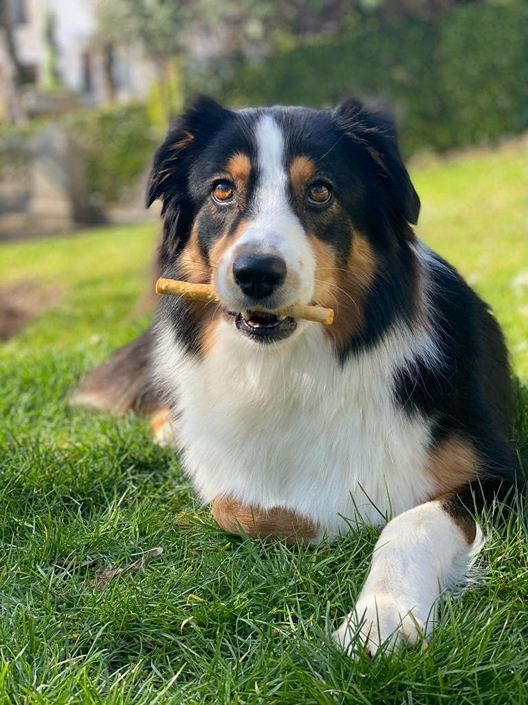 Fieldcrest Farms Nothing to Hide Natural Rawhide Alternative Twist Stix for Dogs - 3 Pack (30 Sticks) Premium Grade Easily Digestible Chews - Great for Dental Health (3 Count (Pack of 1), Chicken)