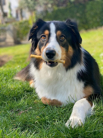 Fieldcrest Farms Nothing to Hide Natural Rawhide Alternative Twist Stix for Dogs - 3 Pack (30 Sticks) Premium Grade Easily Digestible Chews - Great for Dental Health (3 Count (Pack of 1), Chicken)