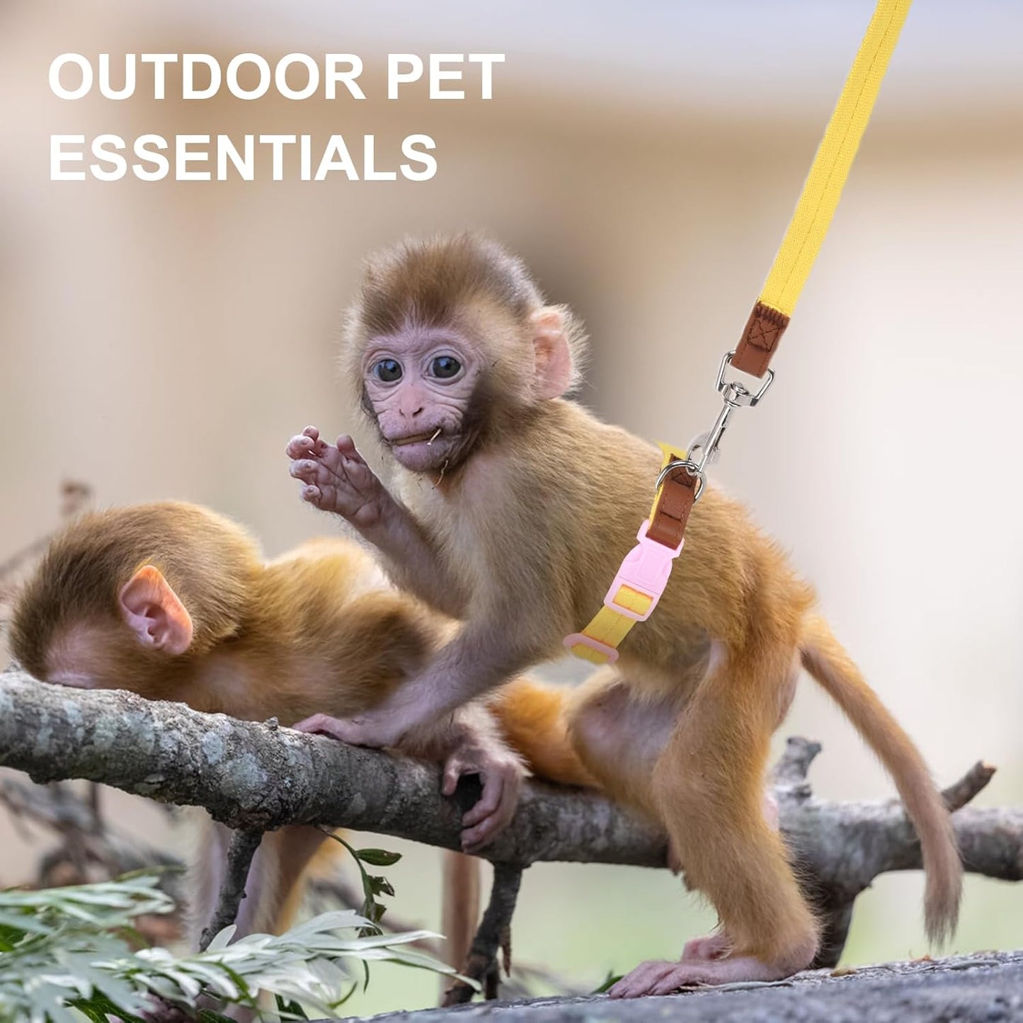 Mini Monkey Leash, Adjustable Monkey Strap with Belly Bands and Matching Leash for Marmoset Monkey, Maximum Dimension 5.7 Inches for Monkey, Comfortable and Durable