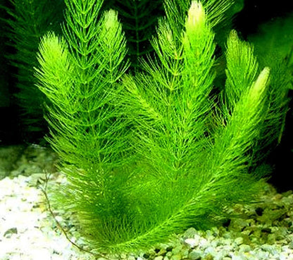 Hornwort - Young, Healthy, Super Easy Live Aquarium Plant, 1 Bundle 5-6 in. Great for Betta, Guppy, Cherry Shrimp, Barbs, Platys etc etc! Produced by Aquatic Discounts. B U Y 2 GE T 1 Deal!