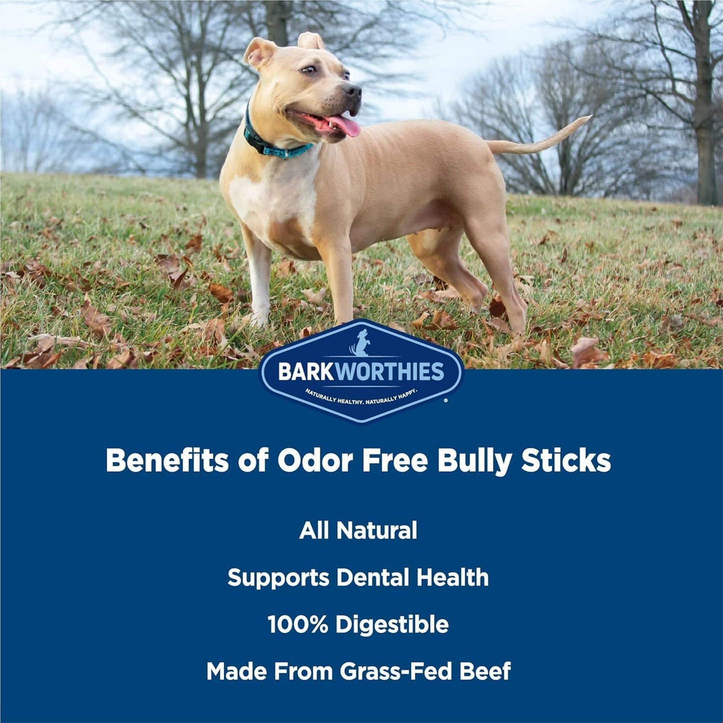 Barkworthies Odor Free Bully Sticks - 2 Pack (5 ct 6 inch) Premium Long Lasting, Protein-Packed, Grain Free Dog Treats and Dog Chews for Aggressive Chewers - Promotes Healthy Teeth for Dogs