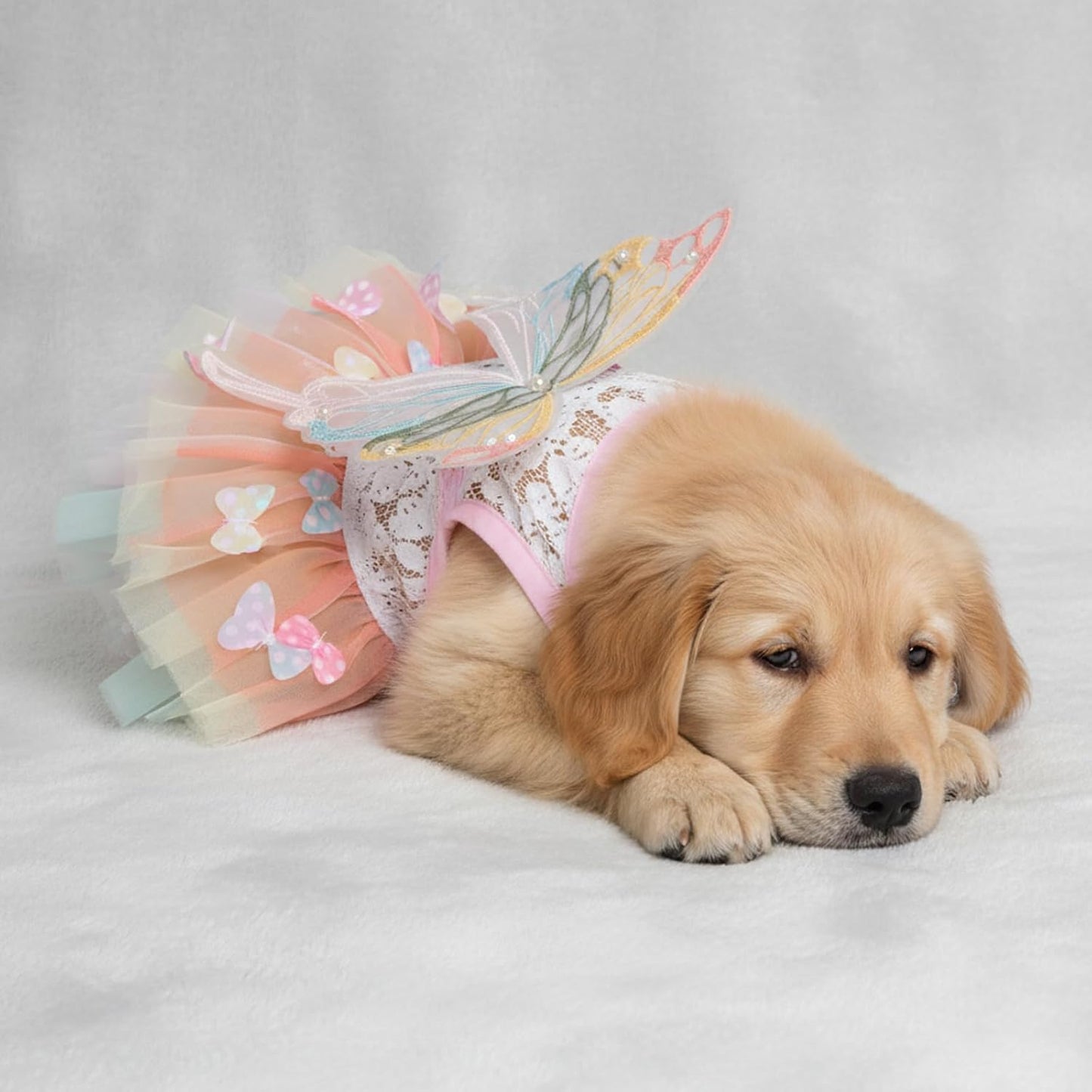 Dog Princess Dress, Small Dogs Rainbow Butterfly Pettiskirt, Fashion Dog Dress for Girl Dogs & Cats Pet Supplies (M)