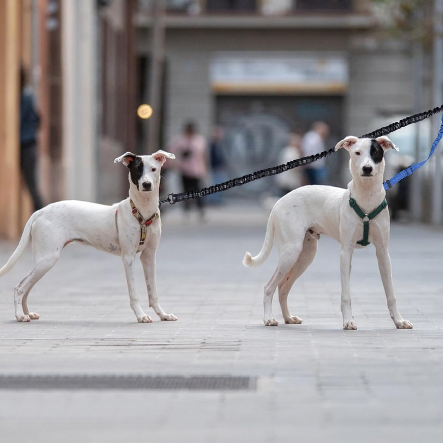 Double Dog Leash Coupler-360°Swivel,2 PCS No Tangle Walking Leash with Shock Absorbing Bungee for Outdoor Walk Train Small Medium Pet(Grey,Blue)