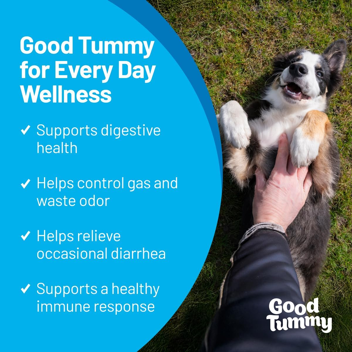 Good Tummy Probiotic Chews for Dogs – Supports Digestive Health, Controls Gas, Promotes Healthy Immune Function – Beef Flavor, 60 Soft Chews