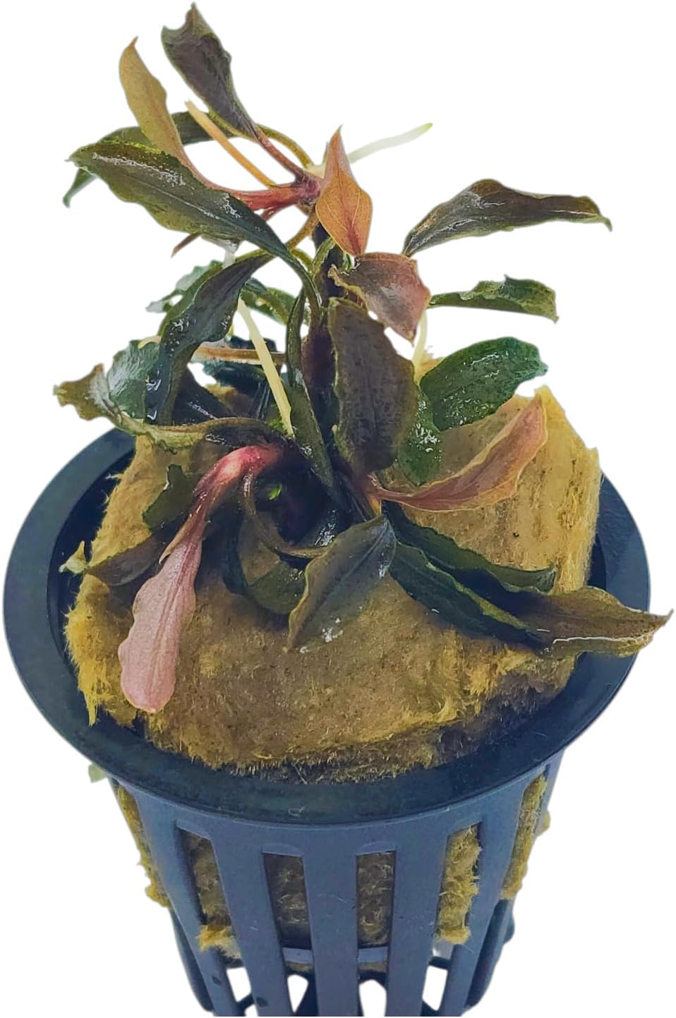 Bucephalandra Brownie Galaxy Live Aquarium Plant in Net Pot
