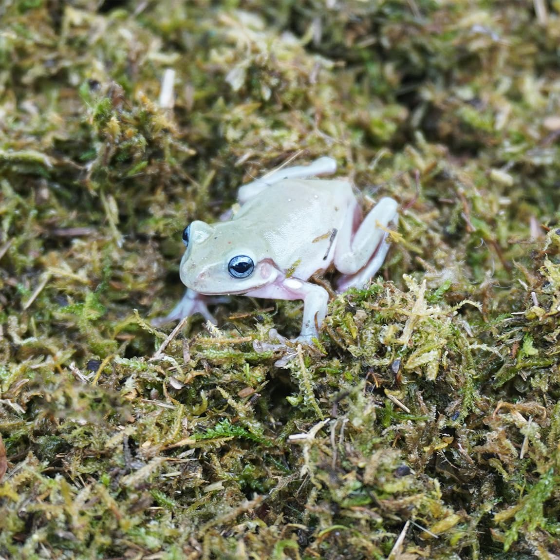 5oz Tree Frog Substrate, Ideal Toad House Terrarium Habitat Supplies
