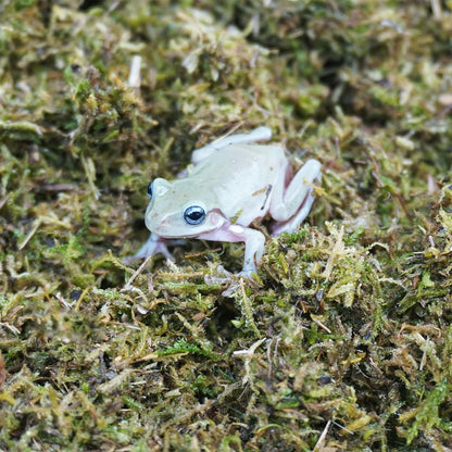 5oz Tree Frog Substrate, Ideal Toad House Terrarium Habitat Supplies