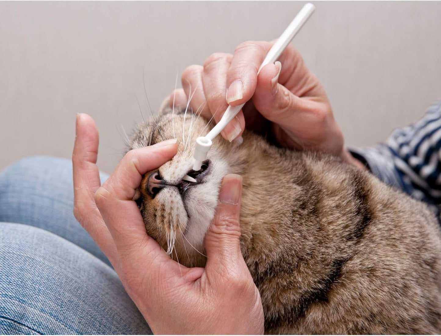 MIND UP 2 Pack Toothbrush for Cats with Detachable Head, 15° Angled Handle for Comfortable Brushing, Includes Spare Brush, Effective Pet Dental Care, Made in Japan