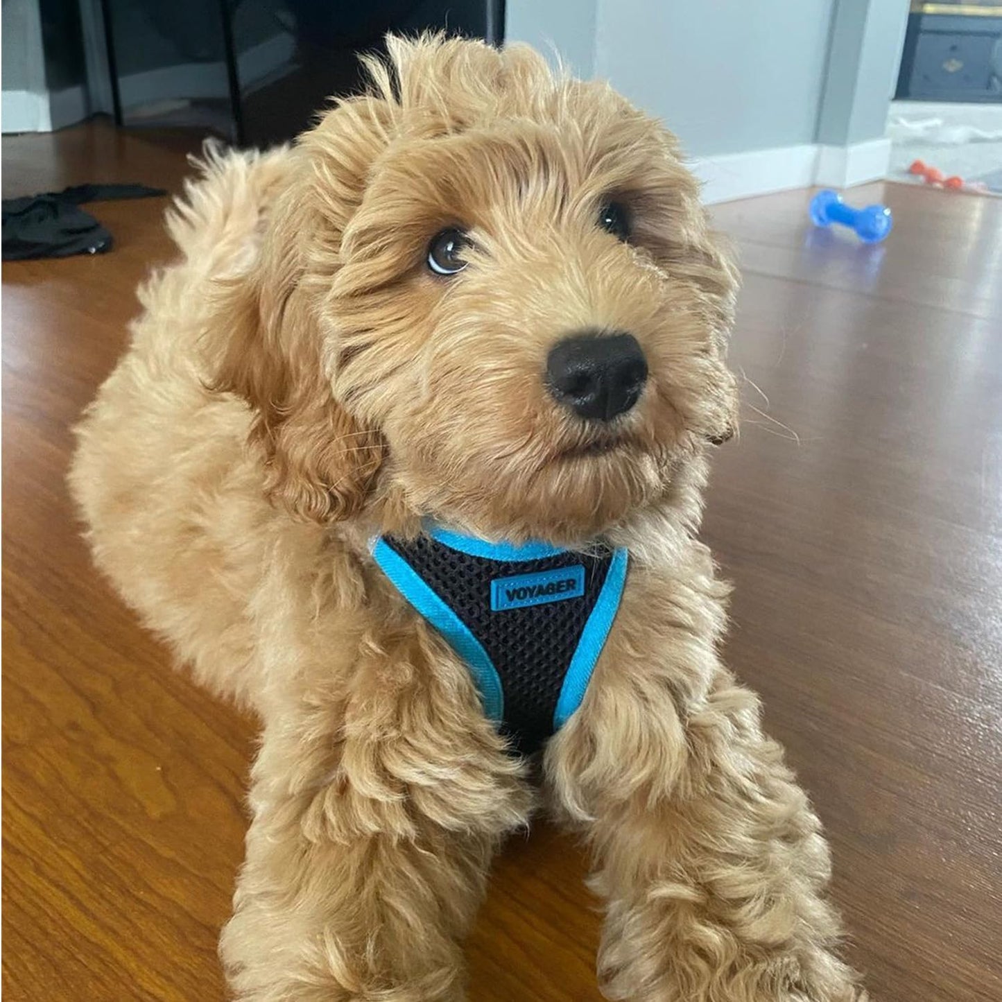 Best Pet Supplies Voyager Step-in Air All Weather Mesh Harness and Reflective Dog 5 ft Leash Combo with Neoprene Handle, for Small, Medium and Large Breed Puppies - Black/Blue Trim, X-Small