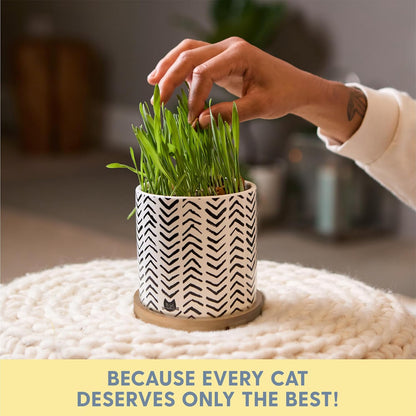 The Cat Ladies Organic Cat Grass for Indoor Cats - Growing Kit with Organic Seed Mix, Soil and Boho Planter with Bamboo Tray. Natural Hairball Control and Digestion Remedy, Cat Gifts