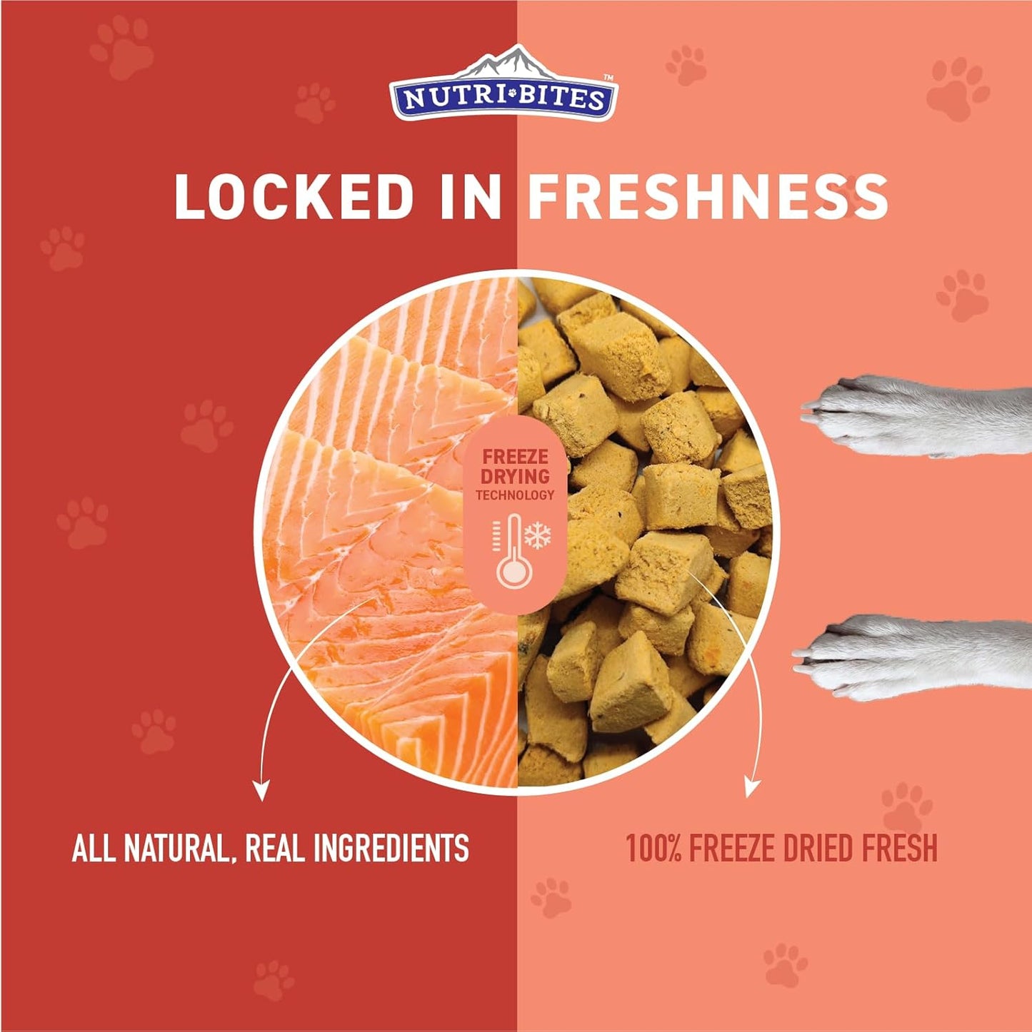 Nutri Bites Freeze Dried Salmon Dog & Cat Treats | Healthy Pet Training Treats or Food Topper | All Natural, 1 Single Animal Protein, High Protein | Premium Bulk Value Pack, 14 oz