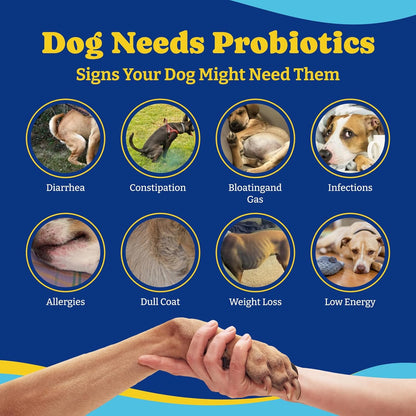 Probiotics for Dogs - Dog Probiotics for Gut, Immune & Skin Health - 6 Billion CFUs, 180 Soft Chews, Salmon & Blueberry Flavor - with Prebiotics & Digestive Enzymes