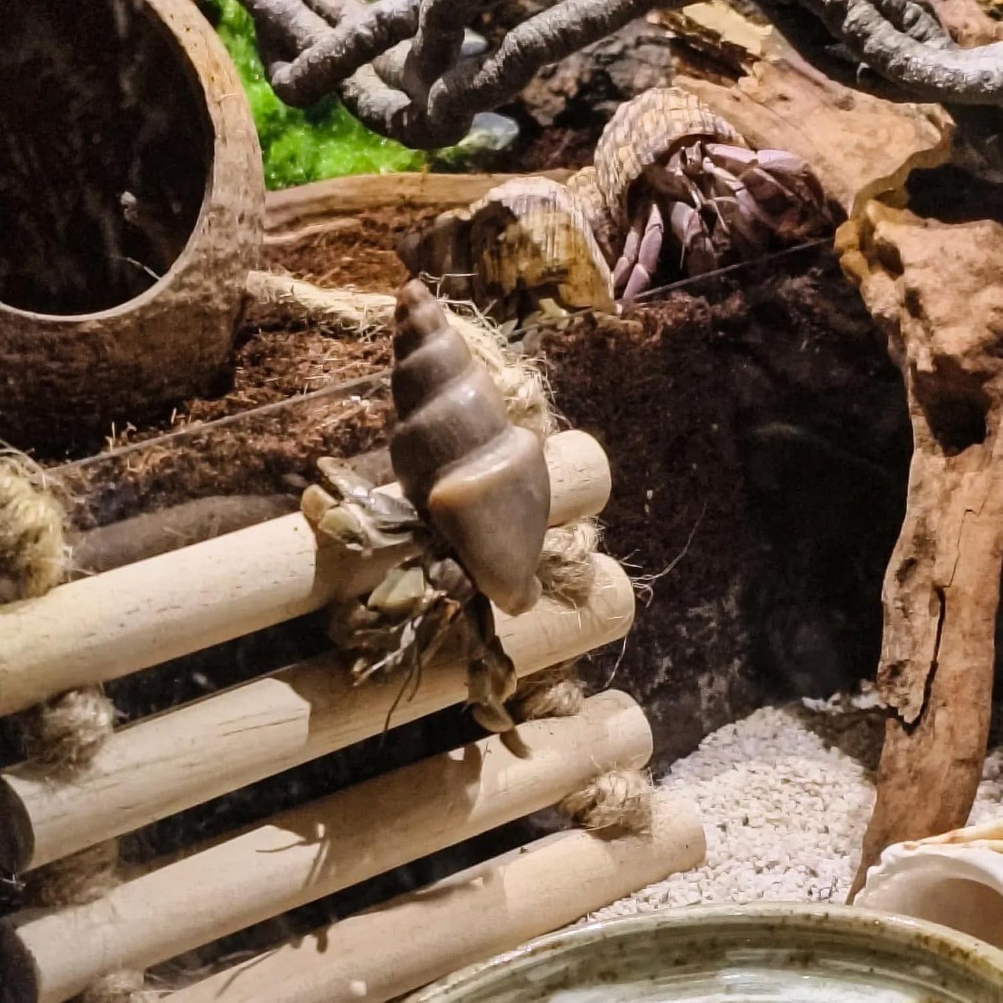 Crested Gecko Tank Accessories，Reptile Vines Plants with Coconut Shell Ladder Hideout Hermit Crab Decor for Bearded Dragon Lizard Chameleon Tortoise Snake