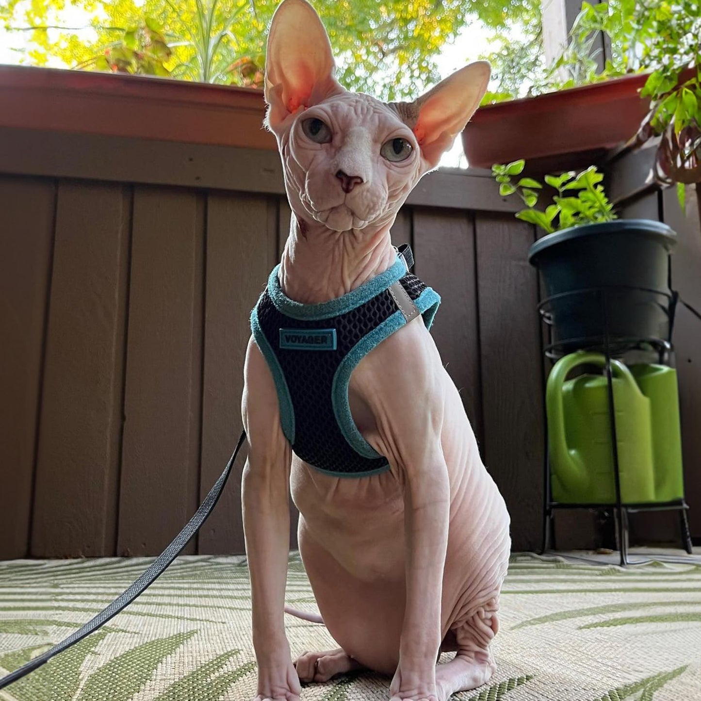 Best Pet Supplies Voyager Step-in Air All Weather Mesh Harness and Reflective Dog 5 ft Leash Combo with Neoprene Handle, for Small, Medium and Large Breed Puppies - Black/Blue Trim, X-Small