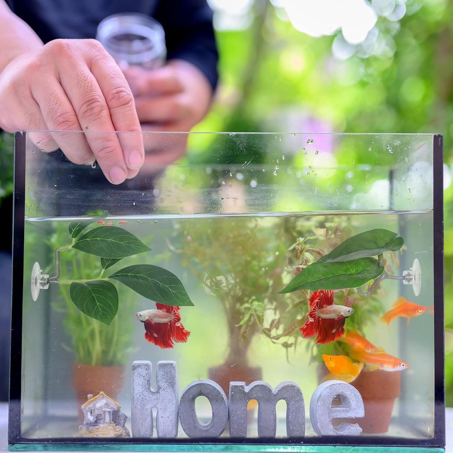 Betta Fish Hammock, 3 Pcs Betta Fish Leaf Pad Aquarium Plants Decor Simulating The Natural Habitat for Fish Tank Accessories Betta Sleeping Resting Playing Hiding Breeding with Plastic Suction Cup