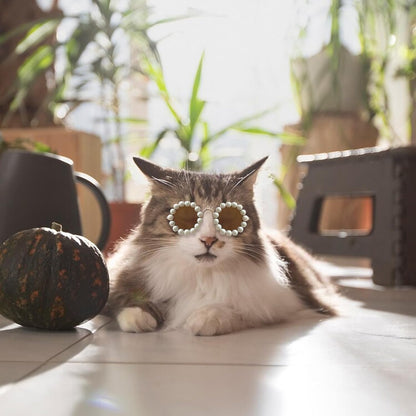 Cute Pearl Cat Sunglasses, Pet Sunglasses for Small Medium Dog/Cat, Holiday Party Pet Costume Accessories, Pet Doll Glasses Costumes, Cats Glasses Dog Sunglasses for Photography Party Wear