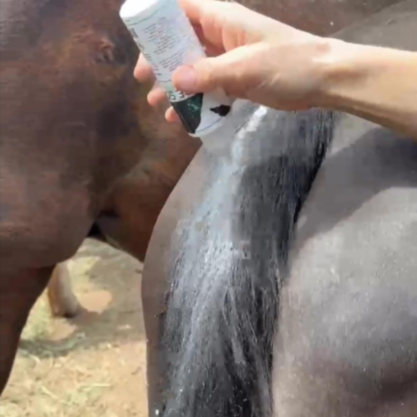 Thrush Treatment for Horses | Pure Sole Thrush Dust 2 oz – Non-Caustic Horse Hoof Powder for Cracks, Frogs and White Line | Helps to Maintain Healthy Hooves | Helps with Rain Rot and Coat Issues