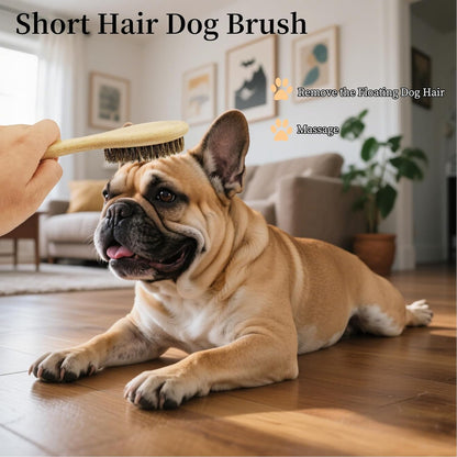 Soft Boar Bristle Dog Brush for Short Haired, Gentle Deshedding & Grooming Tool, Ideal Pet Hair Brush, Puppy Essentials for Grooming and Shedding, Small