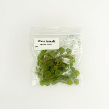 Water Spangle, Salvinia Minima, Live Aquarium/Aquatic/Freshwater/Floating/Pond Plant/Planted Tank/Aquascaping/Paludarium by Aquarium Plant Center (12 Plants, 60+ Leaves)