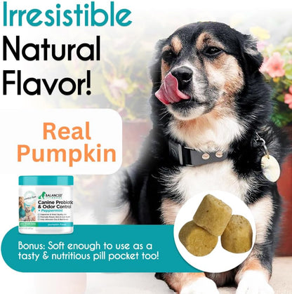 Balanced Breed Dog Probiotics Digestive Health Enzymes Made in USA Vet-Pharmacist Approved Fortiflora Probiotics Dogs Anti Yeast Supplements Constipation Relief Dog Yeast Itchy Skin Itchy Ears Non-GMO