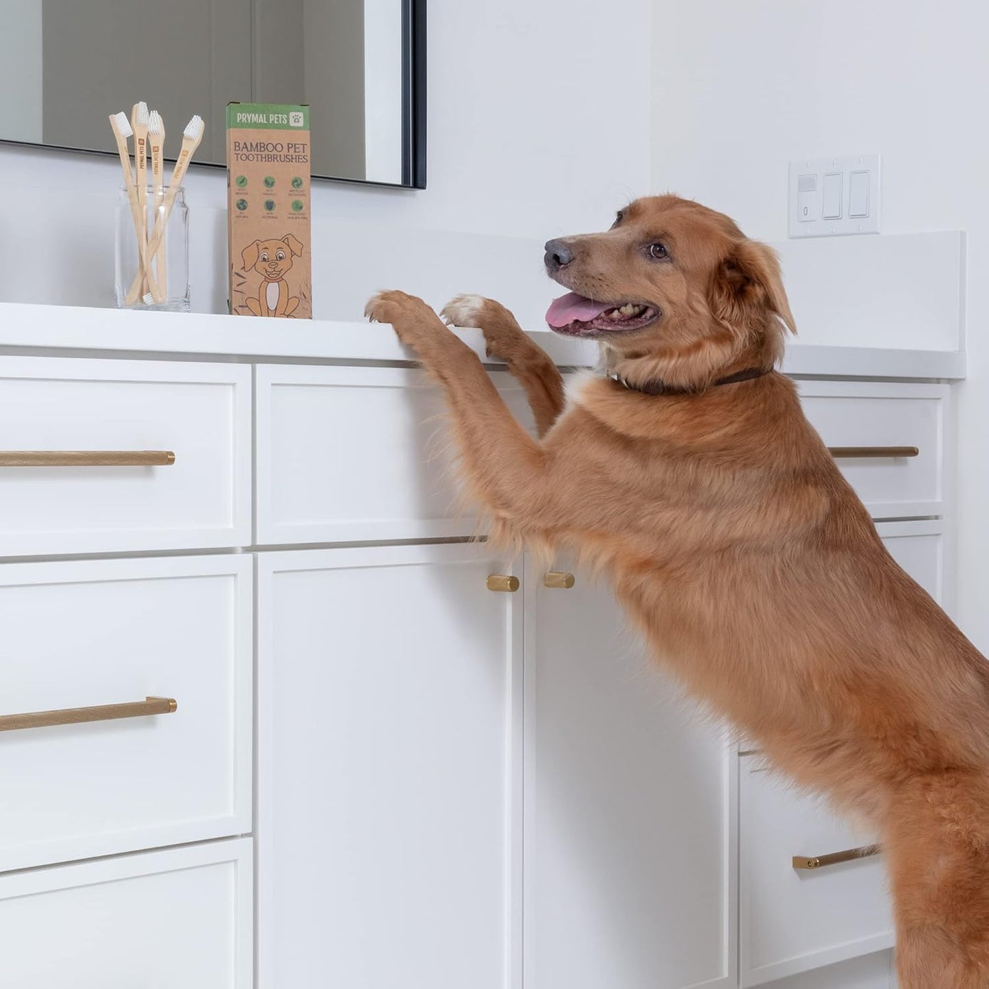 Dog Toothbrush I 4-Pack Two Sided Bamboo Toothbrush for Small and Large Dogs & Cats I Soft Bristles Gentle for Easy Dog Teeth Brushing & Dental Care