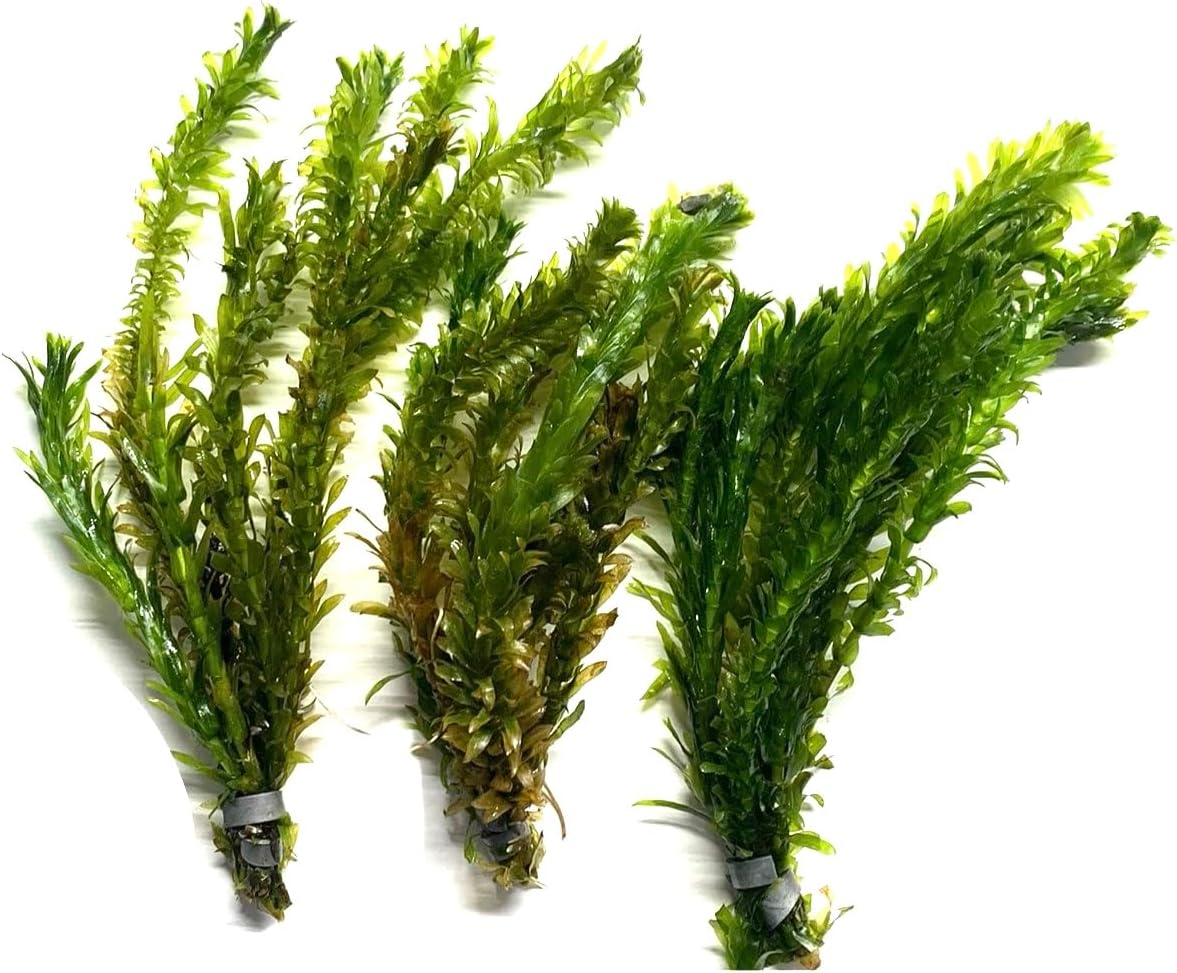Marcus Fish Tanks 3X Anacharis Elodea Densa Live Aqurium Plants