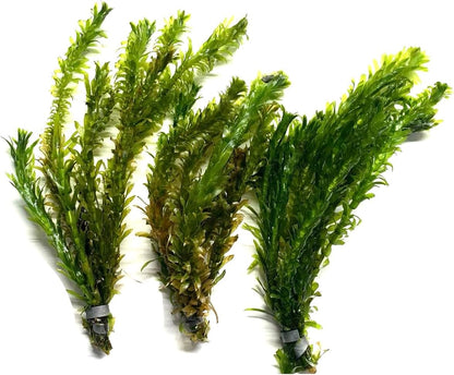 Marcus Fish Tanks 3X Anacharis Elodea Densa Live Aqurium Plants