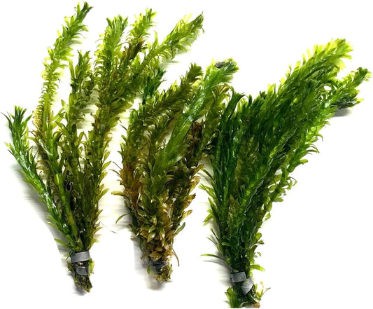 Marcus Fish Tanks 3X Anacharis Elodea Densa Live Aqurium Plants