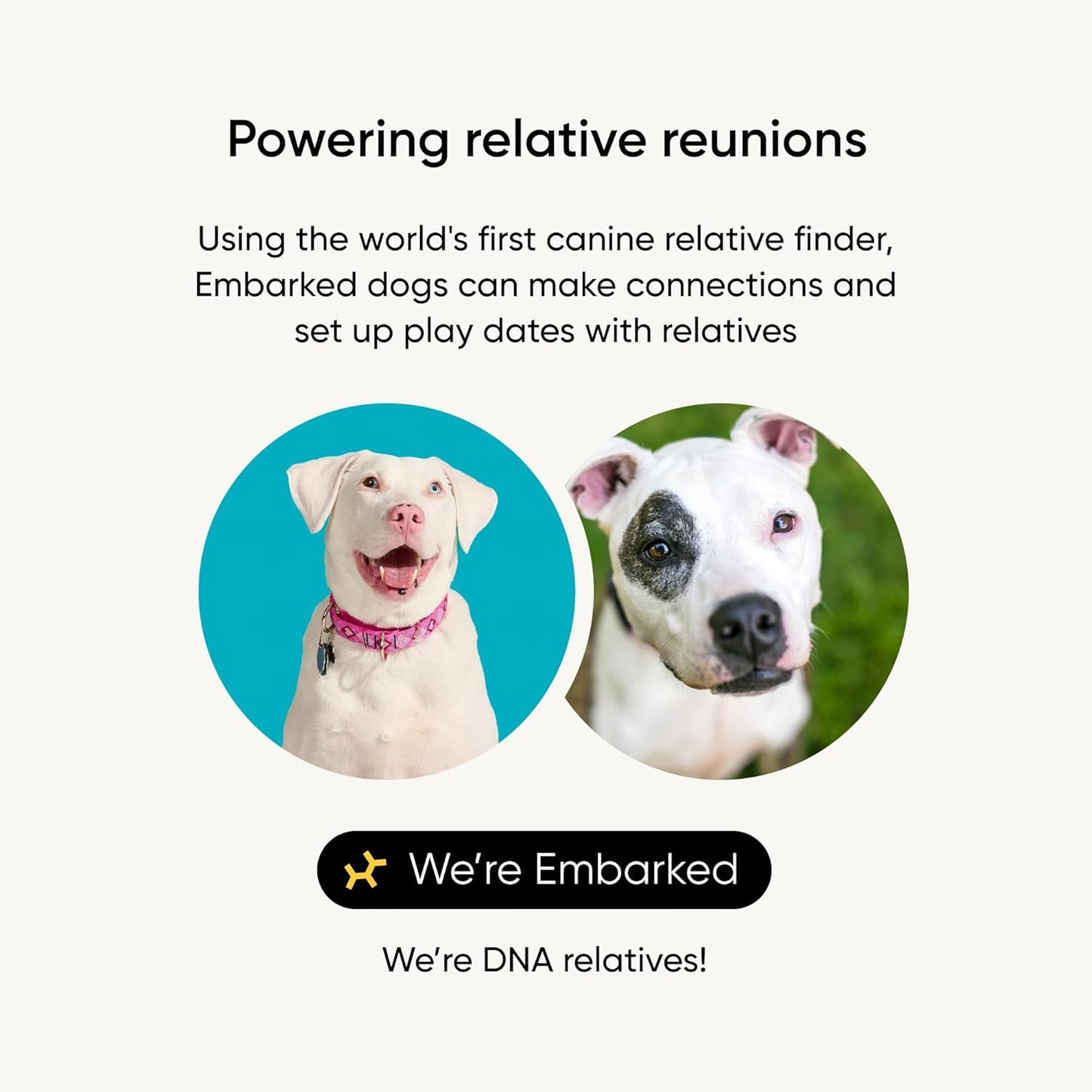 Embark Breed Identification Kit - Most Accurate Dog DNA Testing Kit - 99% Breed Ancestry Accuracy for Mixed Breed Dogs - Plus Relative Finder & Family Tree