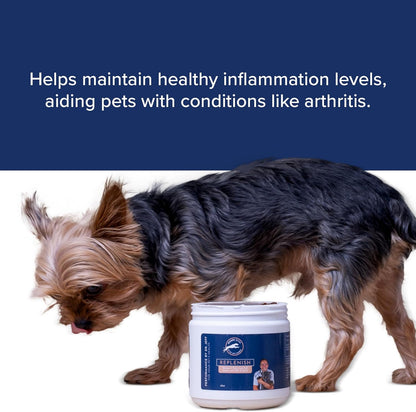 Dr. Jeff Werber Replenish Omega 3 Fatty Acid Chew for Pets & Dogs - Soft Fish Oil Chews with Natural Ingredients for Boosting Immune System and Regulating Inflammatory Response - 60 ct. (Small/Medium)